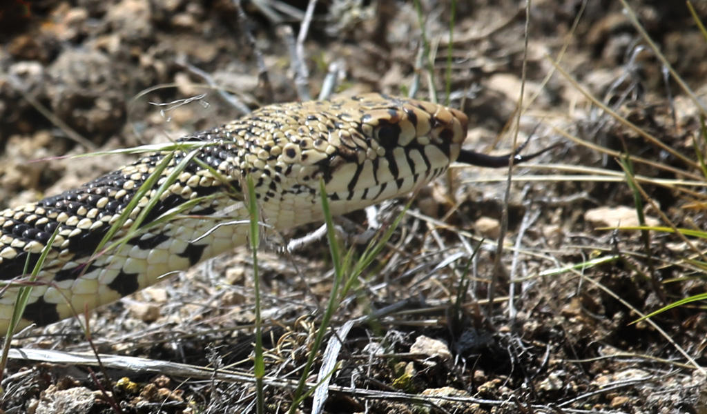 YellowstoneSnake10I1B31711024 New American Nomads